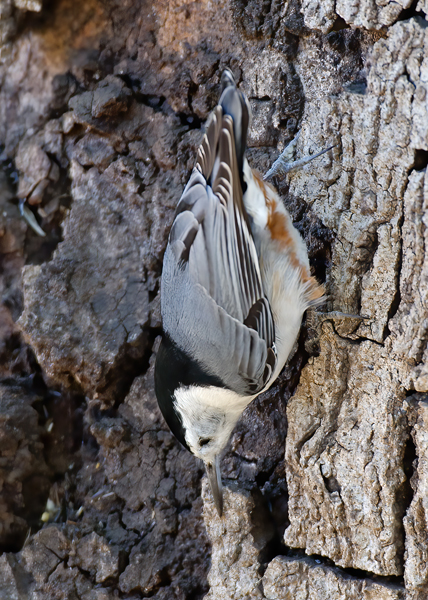 White_breasted_Nuthatch_12_CA_006