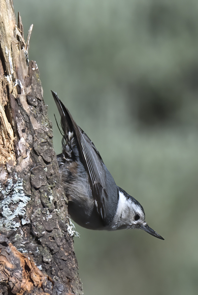 White_breasted_Nuthatch_17_OR_016