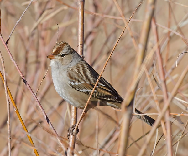 White_crowned_Sparrow_10_NM_006