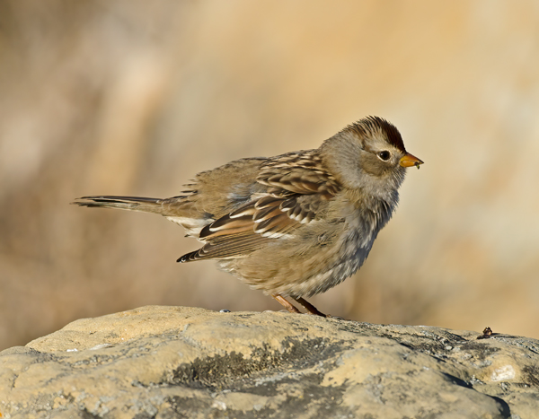 White_crowned_Sparrow_11_CA_003