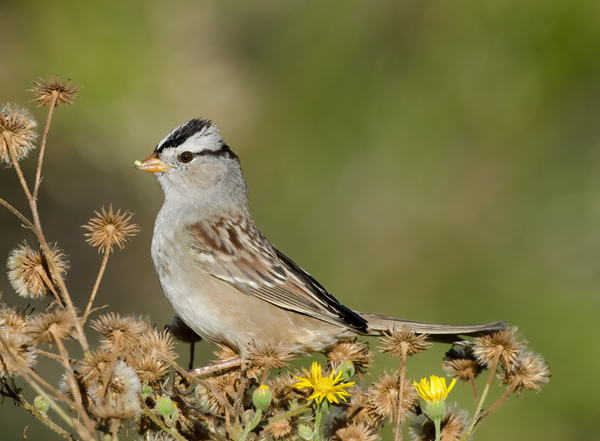 White_crowned_Sparrow_11_CA_108