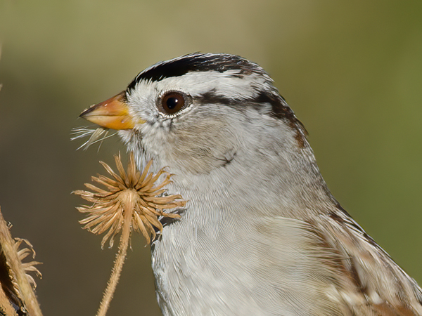 White_crowned_Sparrow_11_CA_156