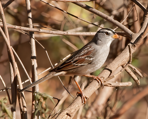 White_crowned_Sparrow_12_CA_015
