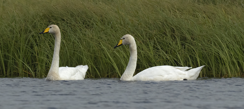 Whooper_Swan_22_Iceland_002