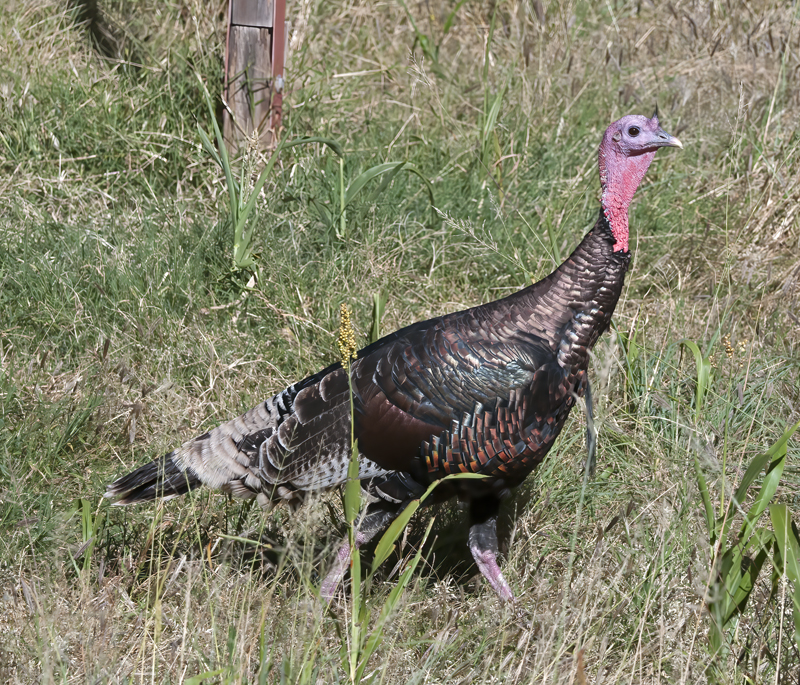 Wild_Turkey_14_AZ_009