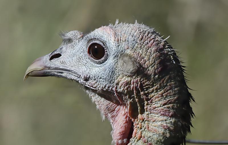 Wild_Turkey_14_AZ_019