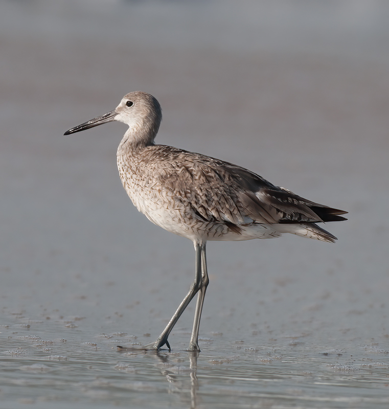 Willet_09_FL_016