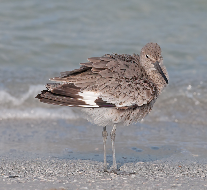 Willet_10_FL_015