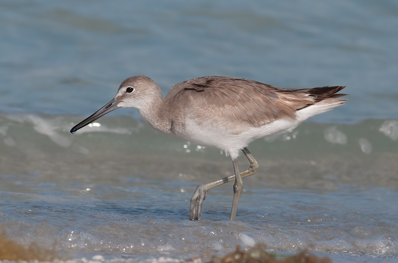 Willet_10_FL_019