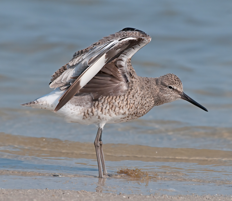 Willet_10_FL_023