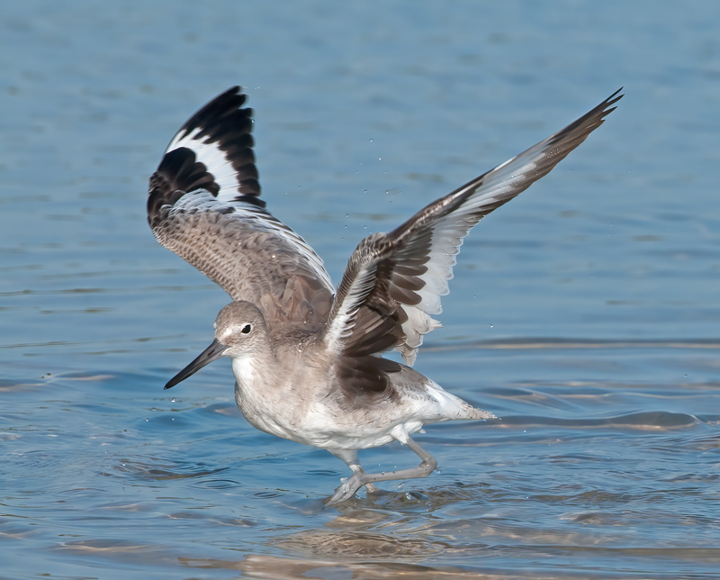 Willet_11_FL_004