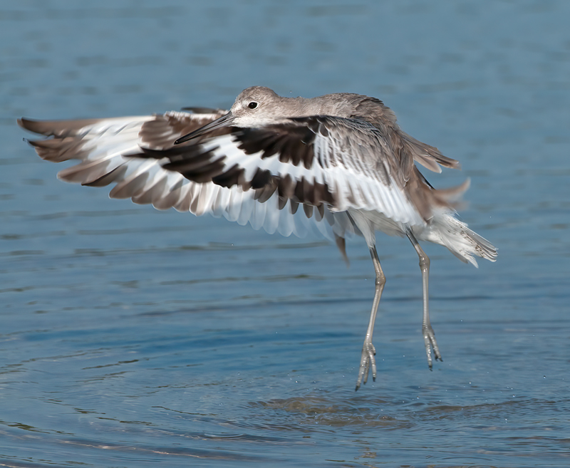 Willet_11_FL_009