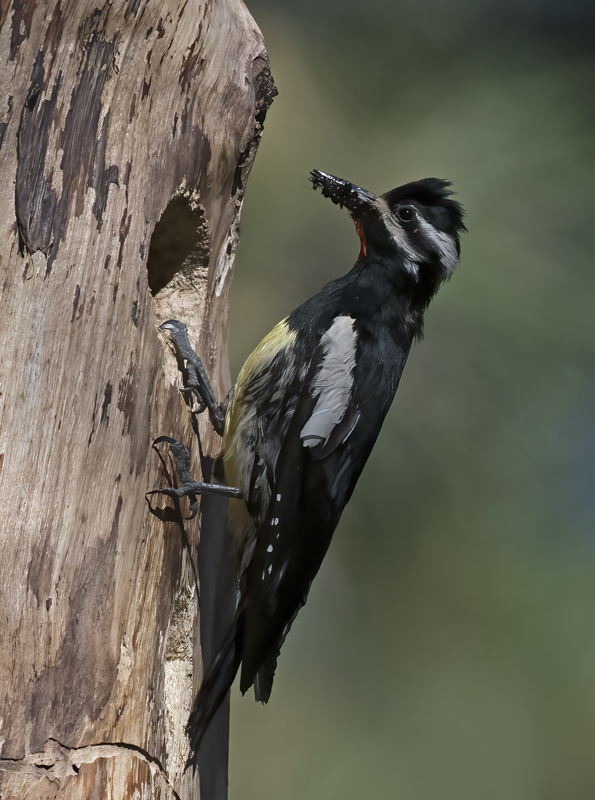 Williamsons_Sapsucker_17_OR_014