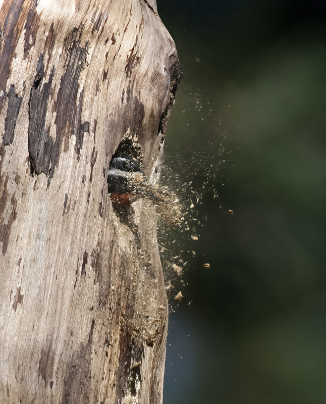 Williamsons_Sapsucker_17_OR_033