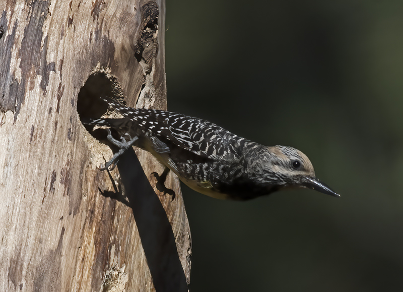 Williamsons_Sapsucker_17_OR_079