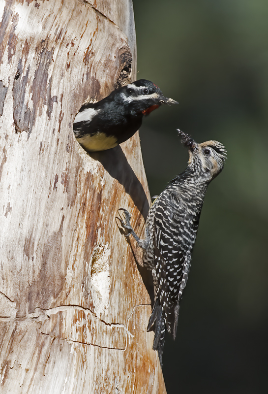 Williamsons_Sapsucker_17_OR_085