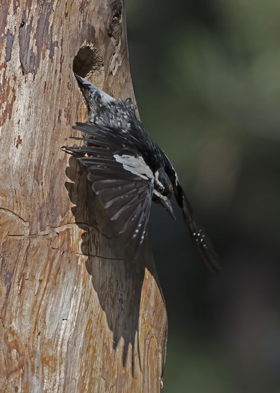 Williamsons_Sapsucker_17_OR_098