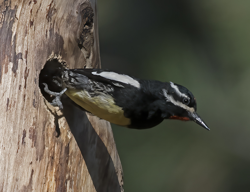 Williamsons_Sapsucker_17_OR_099