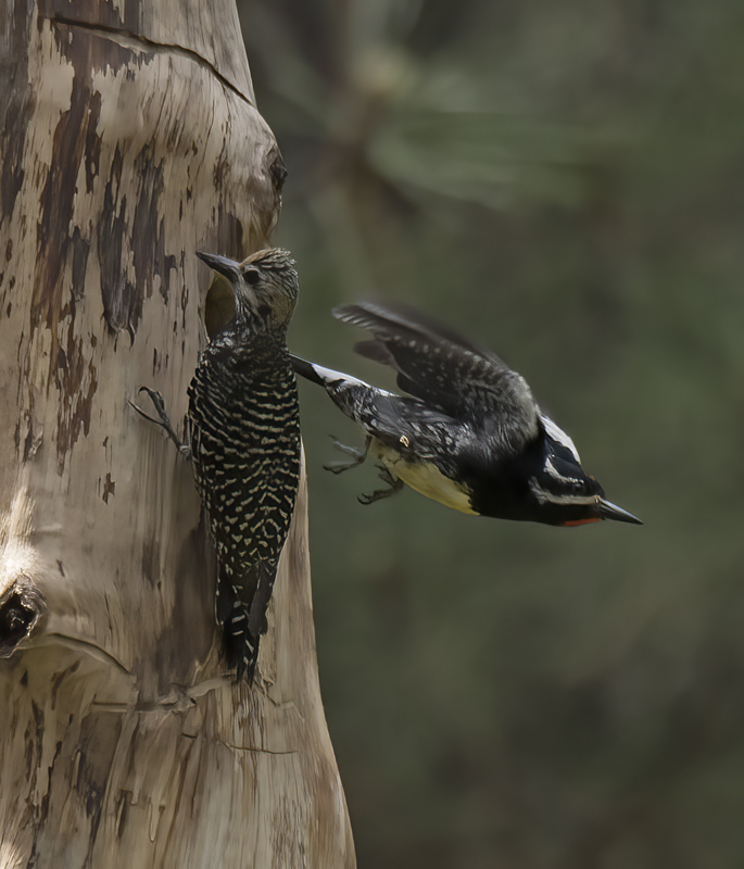 Williamsons_Sapsucker_17_OR_117