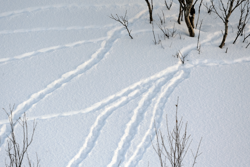 Willow_Ptarmigan_23_Norway_001