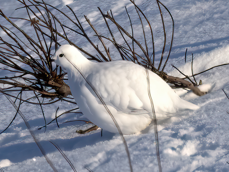 Willow_Ptarmigan_23_Norway_022