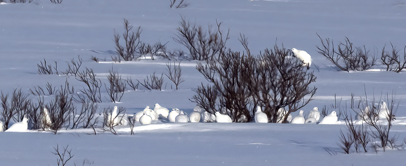 Willow_Ptarmigan_23_Norway_041q