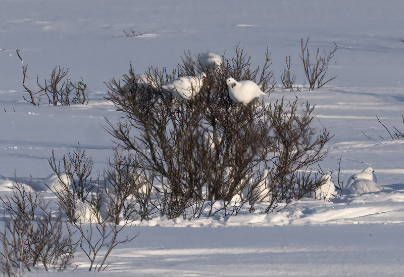 Willow_Ptarmigan_23_Norway_058