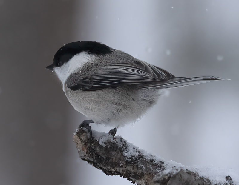 Willow_Tit_23_Norway_007