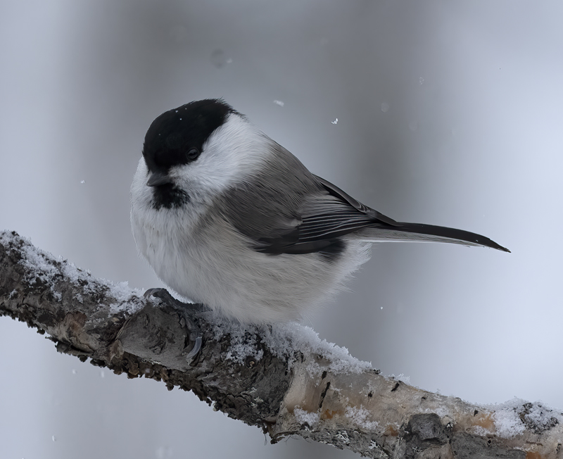 Willow_Tit_23_Norway_011