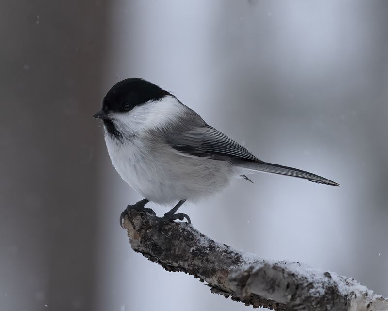 Willow_Tit_23_Norway_015