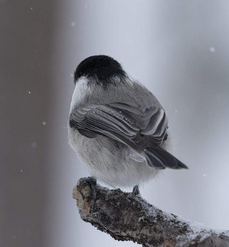Willow_Tit_23_Norway_019