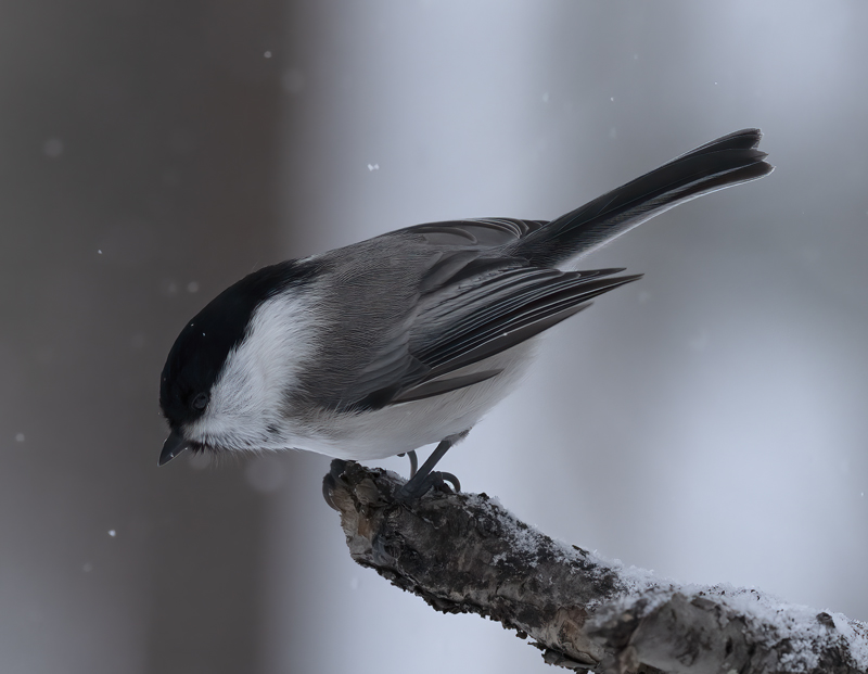 Willow_Tit_23_Norway_023