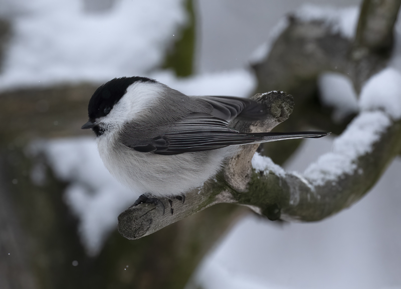 Willow_Tit_23_Norway_035