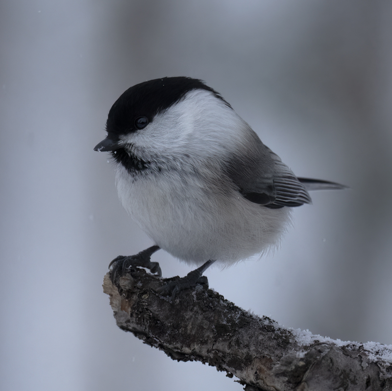 Willow_Tit_23_Norway_045