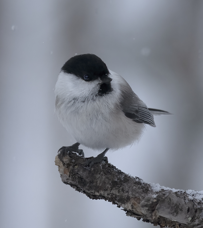 Willow_Tit_23_Norway_047