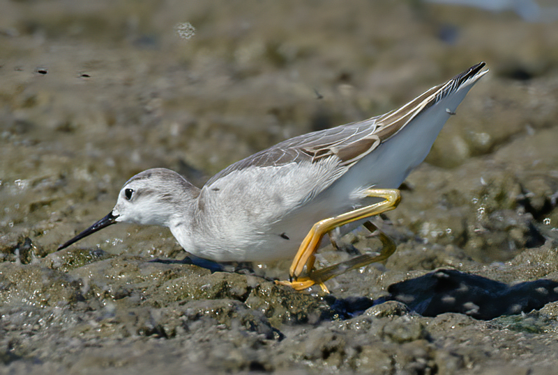 Wilsons_Phalarope_11_CA_021