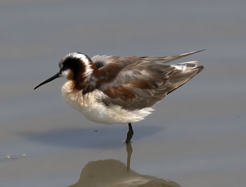 Wilsons_Phalarope_21_CA_139