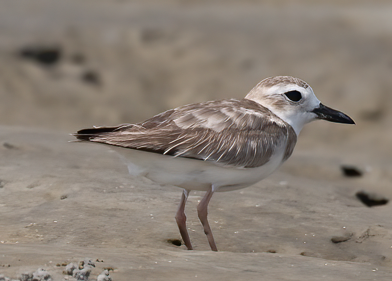 Wilsons_Plover_10_FL_023