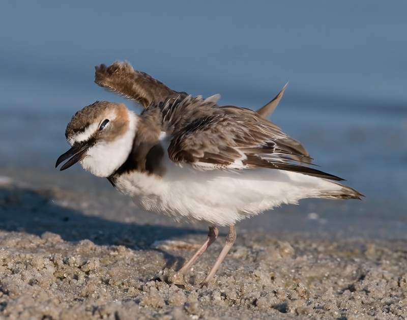 Wilsons_Plover_10_FL_154