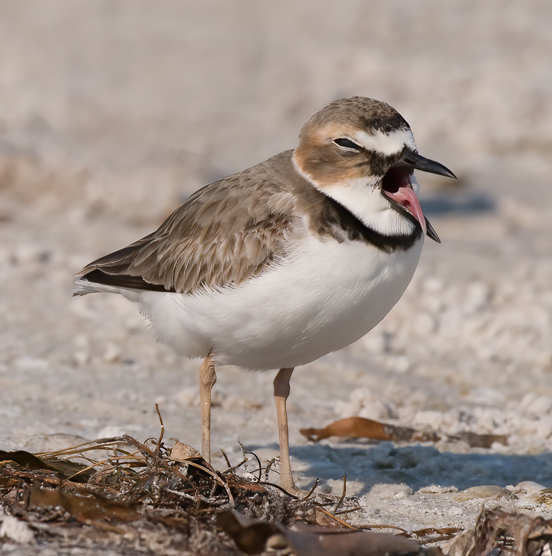 Wilsons_Plover_10_FL_167