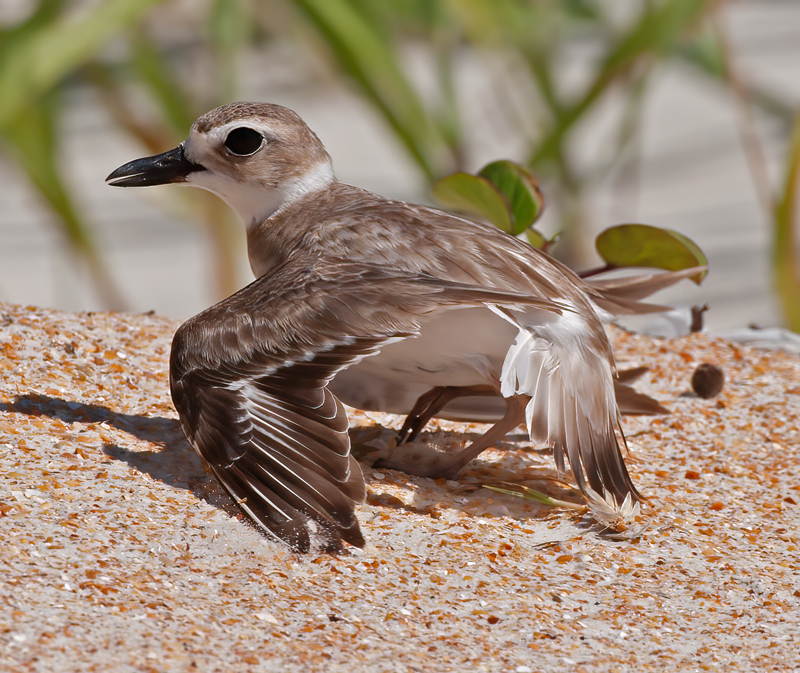 Wilsons_Plover_10_FL_197