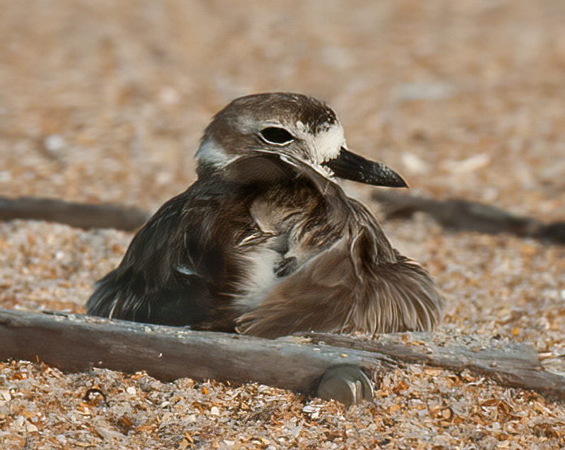 Wilsons_Plover_10_FL_252