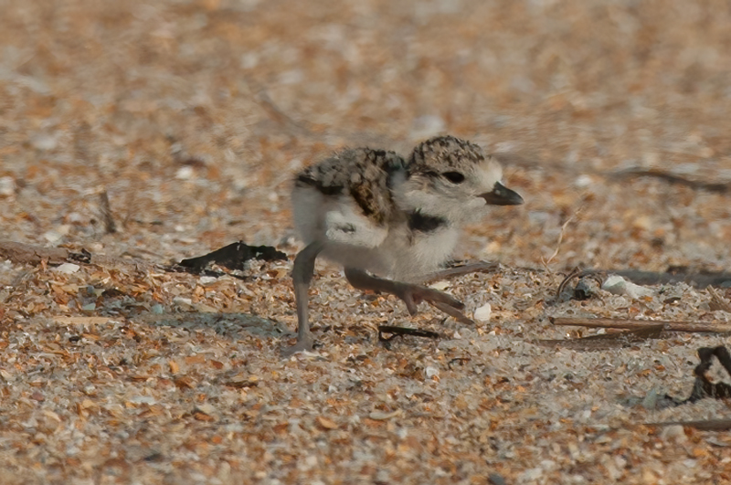 Wilsons_Plover_10_FL_281