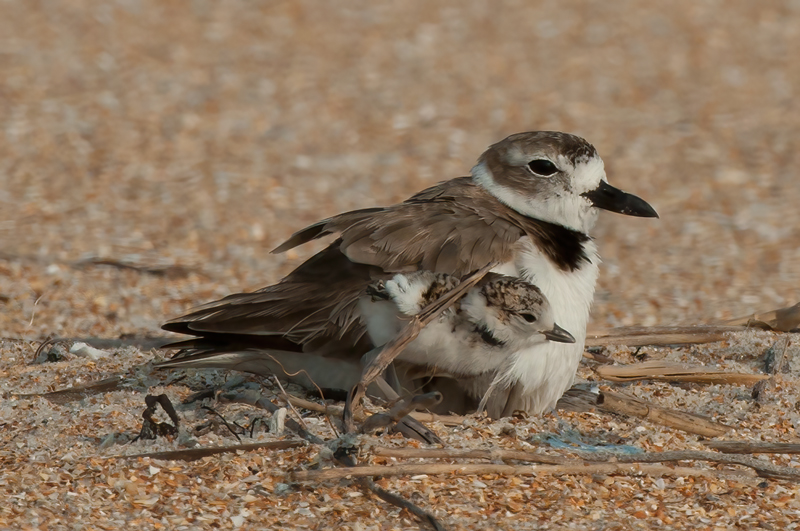 Wilsons_Plover_10_FL_322