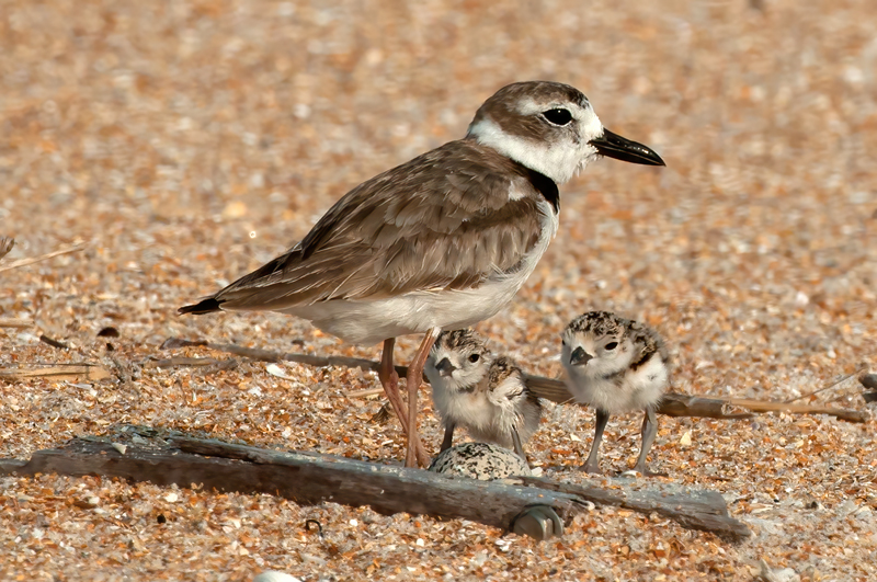 Wilsons_Plover_10_FL_335