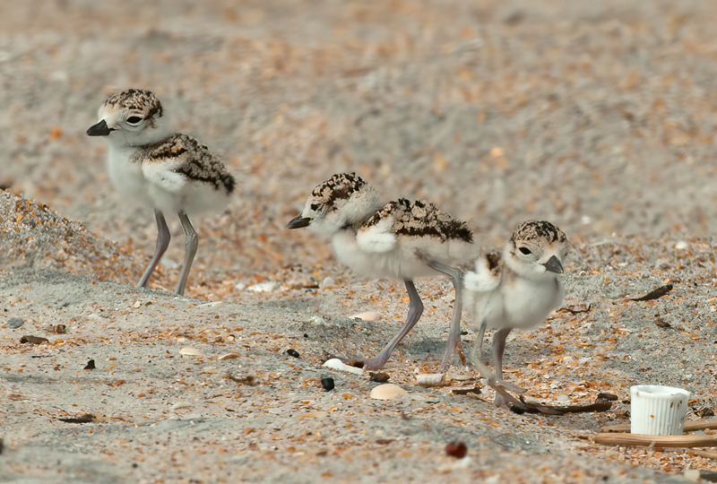 Wilsons_Plover_10_FL_545