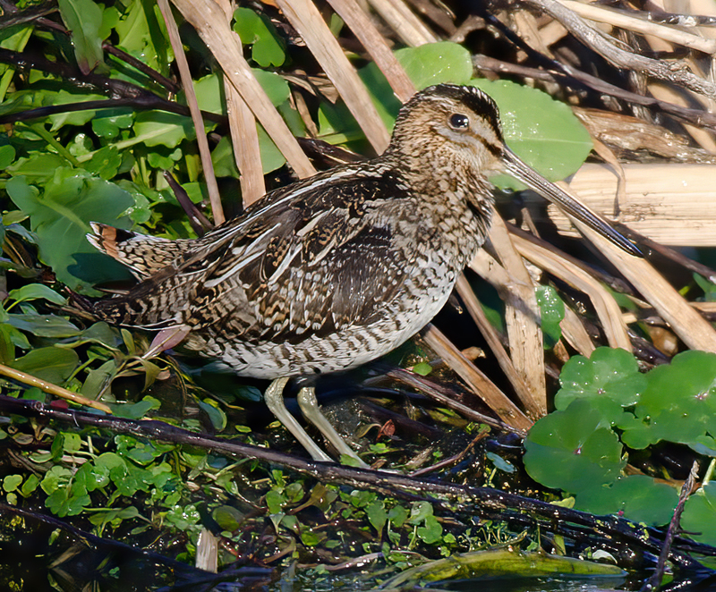 Wilsons_Snipe_11_FL_008