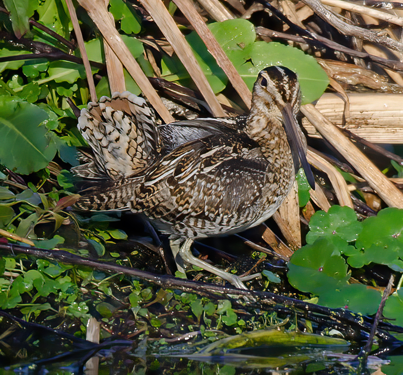 Wilsons_Snipe_11_FL_015