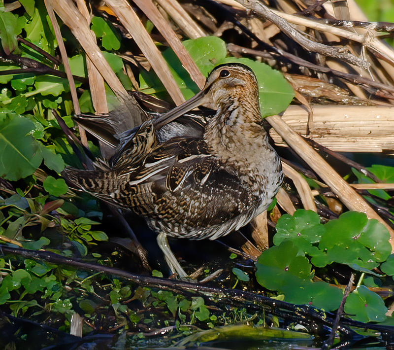 Wilsons_Snipe_11_FL_026