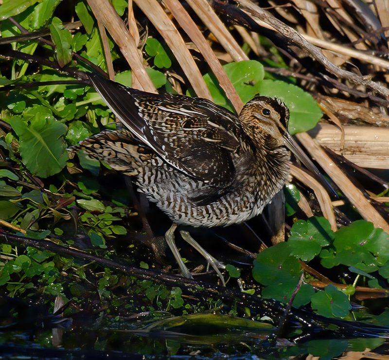 Wilsons_Snipe_11_FL_031